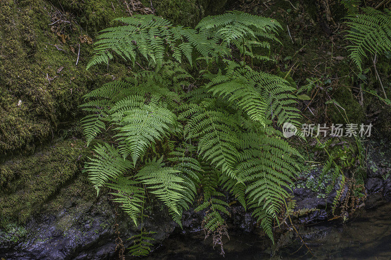 Athyrium filix-femina，女士蕨或常见的女士蕨，是一种大型的，羽状的蕨类植物，在北半球的大部分温带地区，云云顿国家公园都有分布。Athyriaceae。